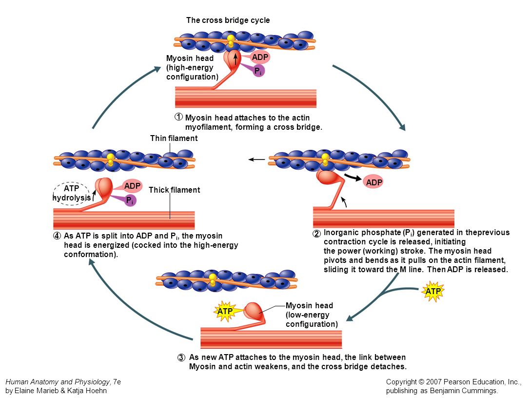 Sliding filament theory crossbridge cycling actin and myosin